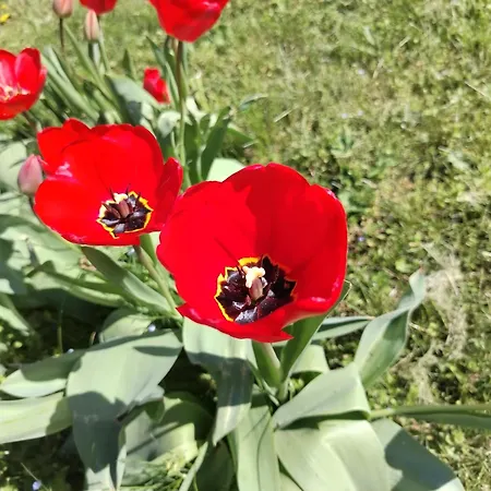Ket Puli Vendeghaz * Bekescsaba