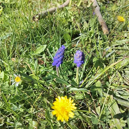 Appartement Két Puli Bekescsaba