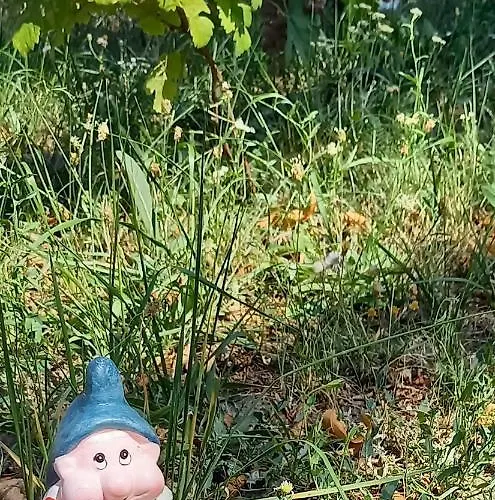 Két Puli *