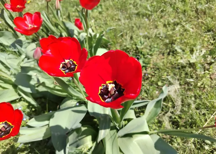 Két Puli * Bekescsaba