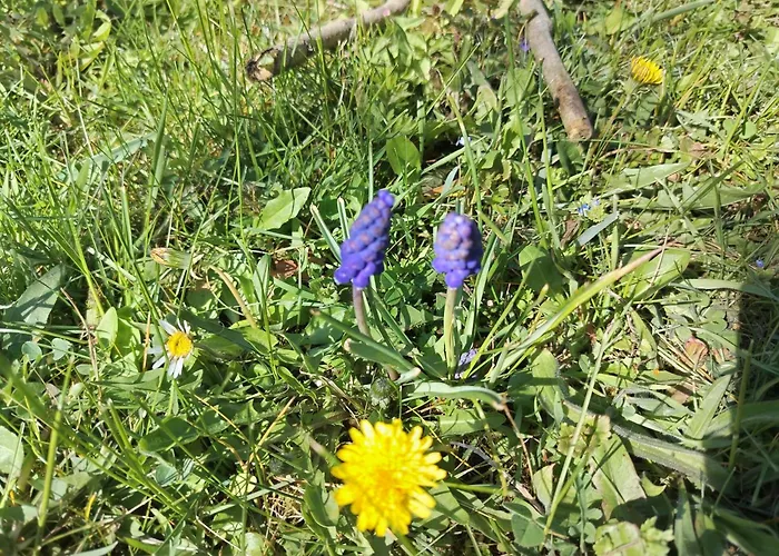 Appartement Két Puli Bekescsaba